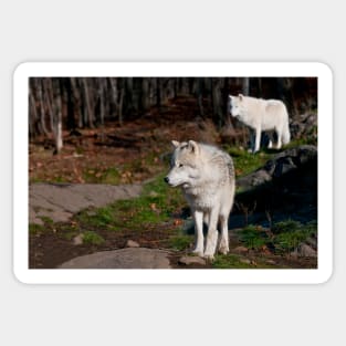 Timber Wolves Sticker